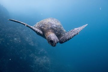 Sea turtle swimming in blue water. Photo by Dustin Haney on Unsplash